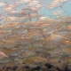 Big School Of Mackerel Fish Underwater Bali - VideoHive Item for Sale