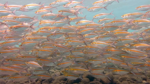 Big School Of Mackerel Fish Underwater Bali