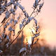Frosty Branch at Sunset - VideoHive Item for Sale