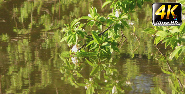 Green Lake and Plant Reflection