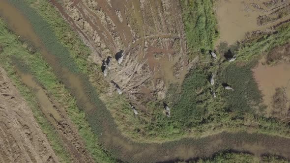  Aerial footage of buffaloes grazing in rice paddy fields and flying egrets. Langkawi, Malaysia.