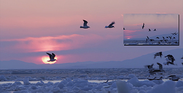 Frozen Sea Gulls 3 (Sunset)
