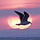 Frozen Sea Gulls 3 (Sunset) - VideoHive Item for Sale