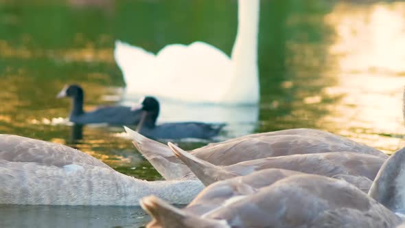 White and Gray Swans Floating Peacefully on Lake Water in Summer