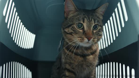 Close-up of domestic cat in a pet carrier bag.