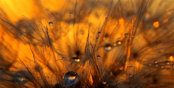 Dandelion Macro