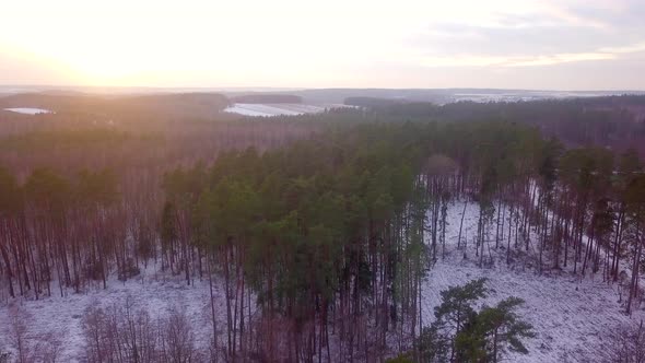 Forest in Winter at Sunny Sunset