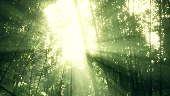 Green Bamboo Leaves in a Light Fog