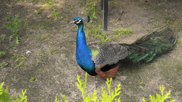 The peacock is on the ground. sunny day