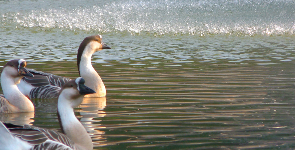 Goose Animal in Lake 3