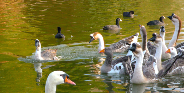 Goose Animal in Lake 5