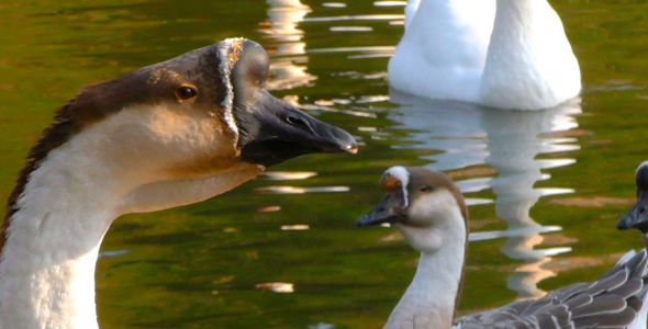 Goose Animal in Lake 6