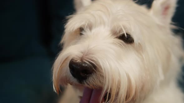 West Highland White Terrier Closeup Small Dog Portrait