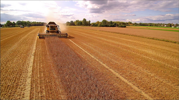 The Yellow Harvester Doing Another Rounds of Harvesting