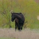 Black horse eats the grass with his head bowed. - VideoHive Item for Sale