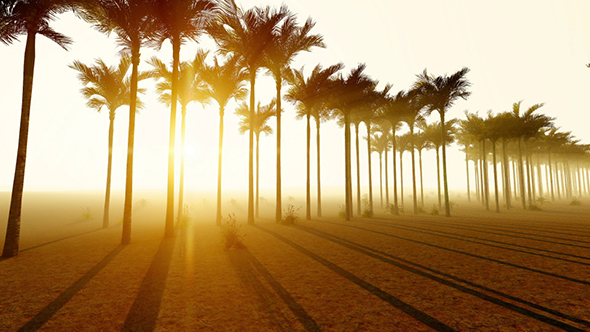 Palms at Sunset in the Desert