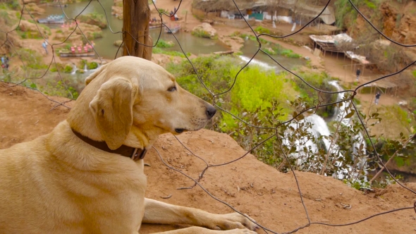 Dog Sitting Near Fencing Steel Mesh, Waterfall In Background