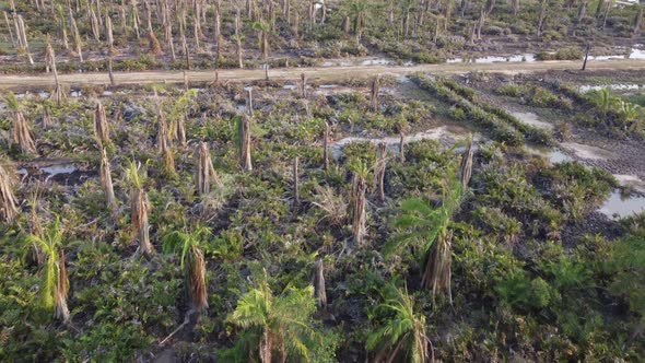 Dead oil palm in wetland