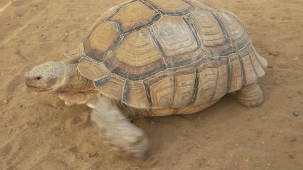 Large Land Turtle Crawls on the Sand Slowly