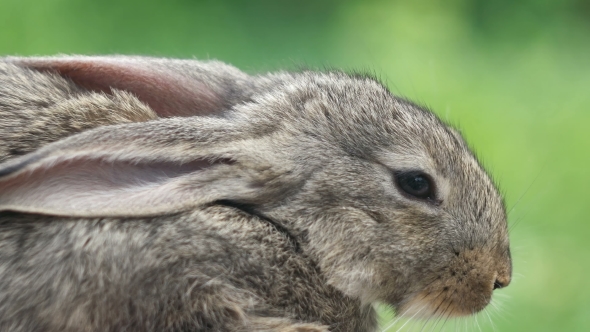 Rabbit. Beautiful Animal Of Wild Nature