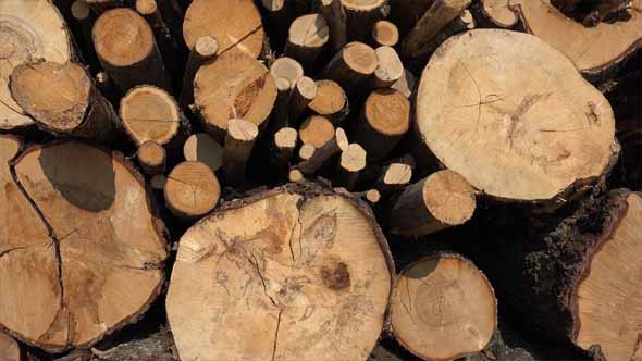 Lumber, Timber or Firewood