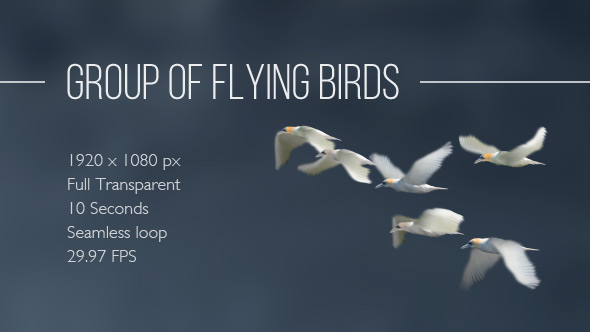 Group Of Flying Birds alt