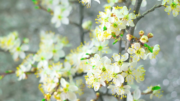 White Plum Tree Flowers.