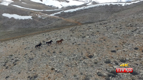 Wild Horse Running