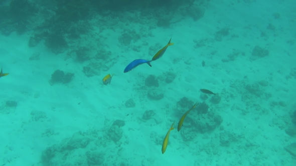 Tropical Colourful Fishes