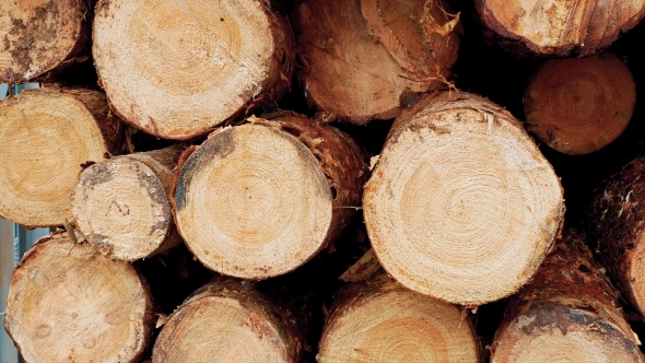 Pine Logs Of Different Diameters Stacked On Each Other. 