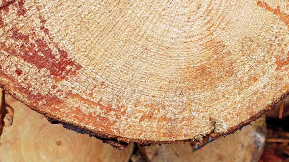 Cross Section Of The Tree.