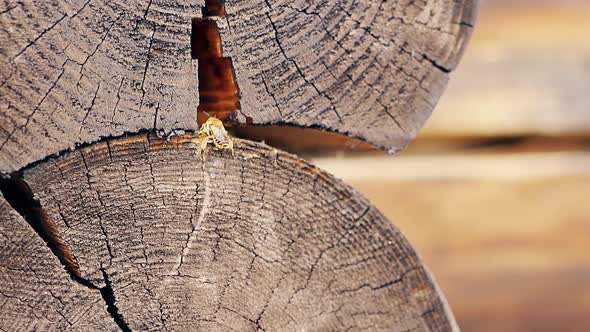 Closeup Slow Motion Bees Arrive in Turn Adheres To the Building Material Build a Nest Between the