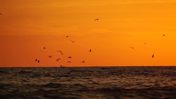 A Flock of Seagulls Fly and Fish in the Sea