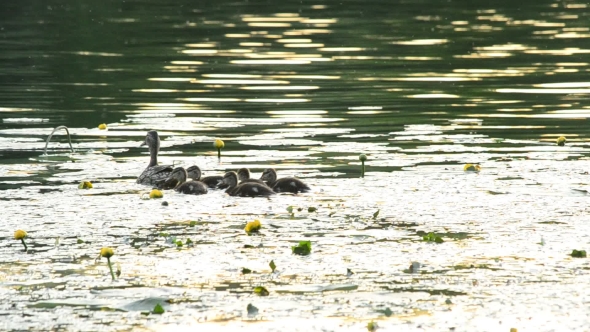 Duck With Ducklings Swim In Pond With Yellow Water Lilies