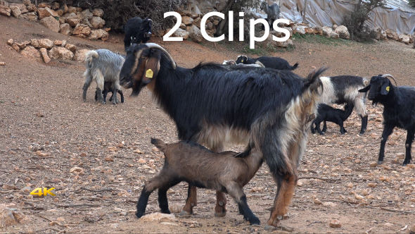 Sucking Goat Cub (2 Clips)