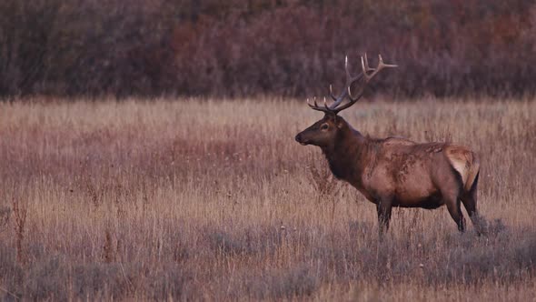 Bull Elk licking itself before walking through a field at dawn