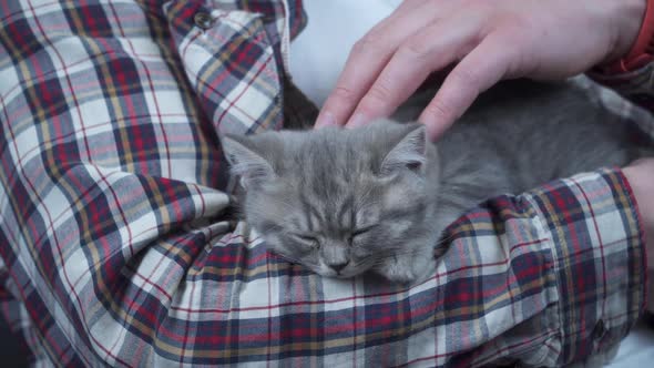 Caucasian Male Holds Small Cute Gray Scottish Straight Kitten in Arms That Falls Asleep at Home on