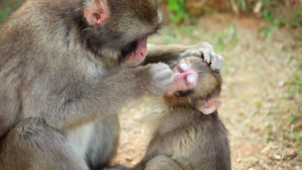 Japanese Macaque (Snow Monkey)