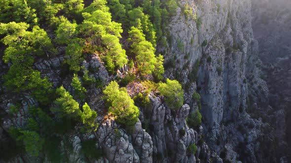 Dense Magical Forest at the Canyon Top Huge Spectacular Cliff Rocks Epic Aerial Drone Flight Over