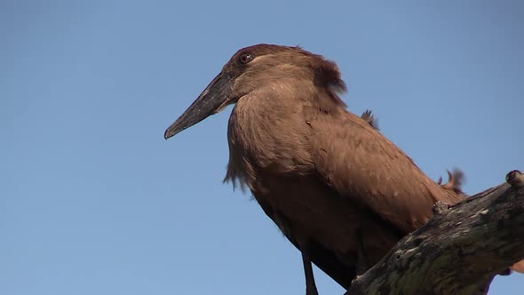 A Hammerkop bird sits perched on a branch against a clear blue sky with its feathers blowing on a wi