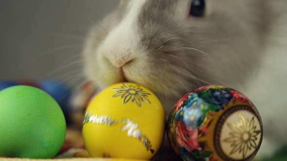 Easter Bunny with Easter Eggs