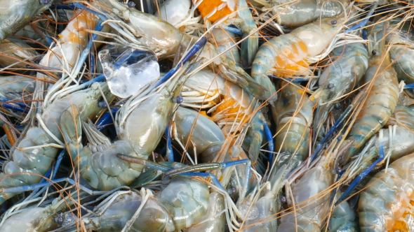 Shrimp In Fresh Market