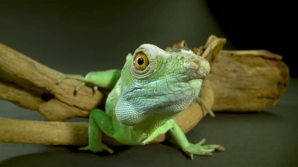 Helmet-bearing Basilisk Sitting on Wooden Snag at Black Background. Close Up