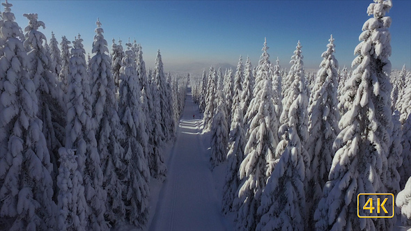 Flying Betwen Mountain Forest In Winter