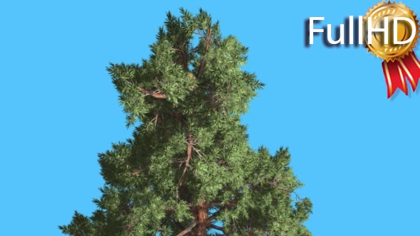 Scots Pine Top of Coniferous Evergreen Tree Pinus