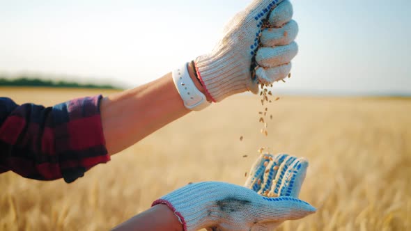 Farmer Pours Wheat From Hand To Hand on the Background of a Wheat Field. Agriculture and Harvesting