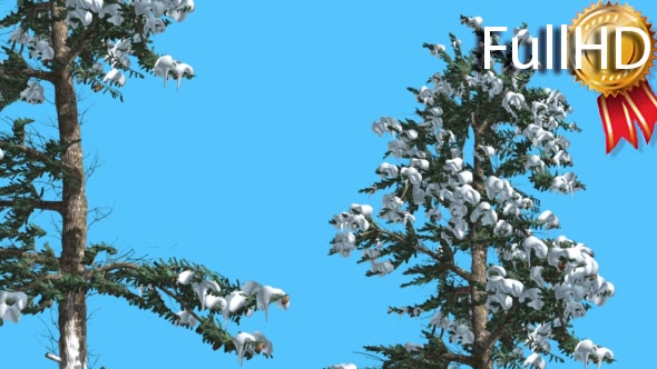 White Fir Two Trees Firs Covered With Snow alt