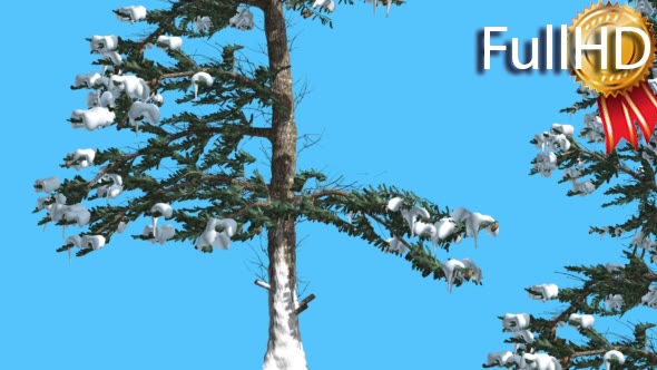 White Fir Two Thin Firs in Sunny Wintry Day alt