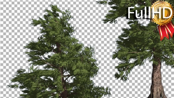 Western Red Cedar Two Trees Coniferous Evergreen alt