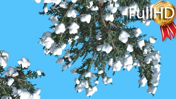 Two White Firs Top Down Covered With Snow